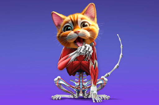  Thumb IDLE Animal Anatomy